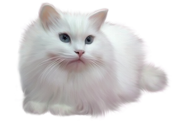 Chat 62333