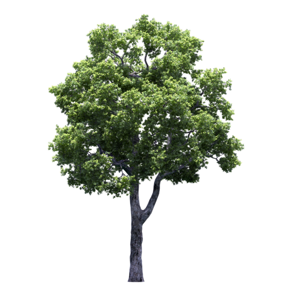 arbres - Image
