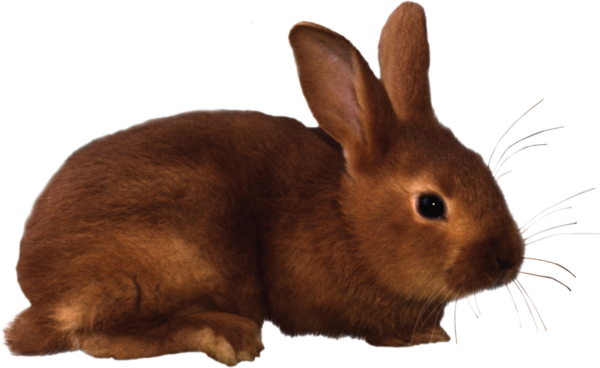 Lapin