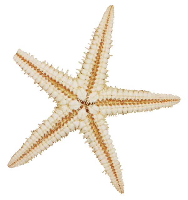 Etoile de mer