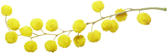 nature fleurs jaunes