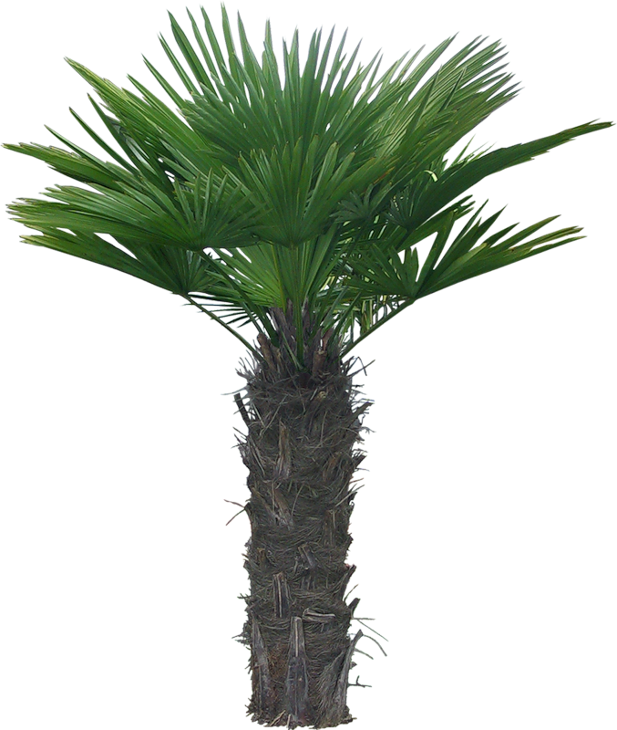 nature palmiers
