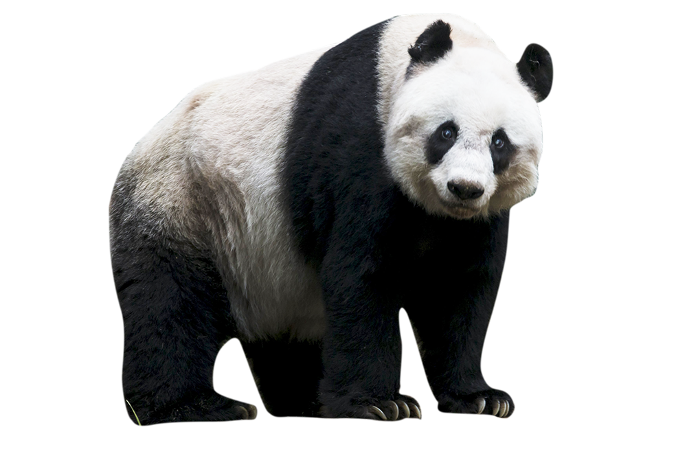 animaux panda